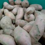 Sweet Potatoes in winter storage