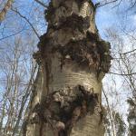 Numerous target cankers on the trunk of a black birch (Betula lenta). 