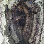 Corky roll of woundwood produced in response to fungal cankering on a black birch (Betula lenta). 