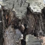 Target cankers can have a rough appearance with cracked and splitting bark.
