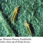 Thrips, Western Flower