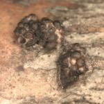 Magnified view of Thyronectria austroamericana fruiting bodies (perithecia) on honeylocust (Gleditsia triacanthos). Photo by N. Brazee  