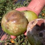 Buckeye Rot on green tomato fruit