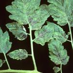 Symptoms of TSWV on tomato foliage