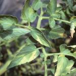Symptoms of Verticillium Wilt on tomato foliage.