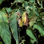 Bacterial leaf spot on tomato foliage. Photo: R. L. Wick