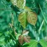 Leaves of poison ivy