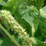 Tarnished plant bug on Amaranth