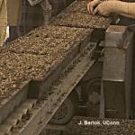 Transplanting conveyor in greenhouse