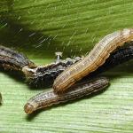Common armyworm, or true armyworm. Photo: M. Spellman