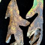 Late season symptoms of Tubakia leaf blotch on a white oak (Quercus alba) show a complete blight of the foliage. Photo by N. Brazee
