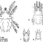 Two spotted spider mite stages of development