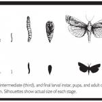 Sod Webworm Life Stages