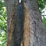 Bacterial wetwood streaming down the trunk of an American elm (Ulmus americana)
