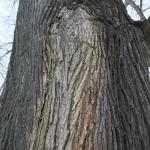 Stained bark from bacterial wetwood on the trunk of a Japanese elm (Ulmus davidiana var. japonica)