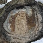 Dried mass of wetwood bacteria at the site of a pruning cut on a field elm (Ulmus minor)