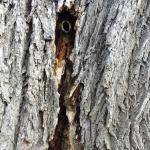 Pipe installed at the base of an American elm (Ulmus americana) to drain bacterial wetwood fluid from the heartwood