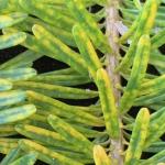 Symptoms of infestation by the Cryptomeria scale (Aspidiotus cryptomeriae) on a white fir (Abies concolor).