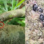 White pine bast scale (Matsucoccus macrocicatrices) (A: Tawny Simisky; B: Thomas Whitney)