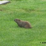 Woodchuck