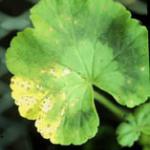 Leafspot Phase of Bacterial Blight of Geranium