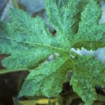 ZYMV symptoms on zucchini leaf. Photo: R. L. Wick