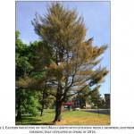 FIGURE	1. EASTERN	WHITE	PINE	ON	THE	UMASS	CAMPUS	WITH	EXTENSIVE	NEEDLE	BROWNING	AND	PREMATURE	 SHEDDING	THAT	DEVELOPED	IN	SPRING	OF	2016.	