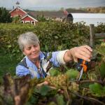 Sonia Schloemann prunes grapes