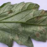 Fulvia leaf mold on tomato. Lesions on the underside of the leaves often appear fuzzy and have been mistaken for late blight. This disease is more common in greenhouse tomatoes.