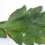 Fulvia leaf mold on tomato. Lesions on the up per surface of the leaf start out as pale yellow spots with a fuzzy sporulation visible on the underside of the leaf. 