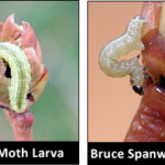 Winter Moth Larva, Bruce Spanworm Larva