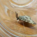 A captured male gypsy moth. The feathered antennae are fantastic for locating a female mate. (Photo credit: T. Simisky)