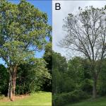 An oak in Hamilton, MA viewed on 5/30/2018 (A) and again on 5/28/2019 (B), nearly one year later. Reportedly, nearly every leaf that is able to be reached in the canopy is covered with similar damage. Samples taken from this tree and sent to the UMass Plant Diagnostics Laboratory contain evidence of the oak shothole leafminer adult fly damage and oak anthracnose. (Photos courtesy of Gerard Fallon)