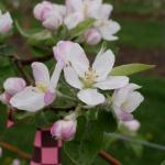 McIntosh apple in bloom