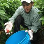 Figure 10. Ghost pepper fruit at the UMass Research Farm being harvested in 2013. (Photo by Frank Mangan)