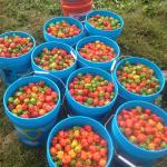 Figure 11. Ghost peppers put in buckets to be brought to the packing house for washing and packing.