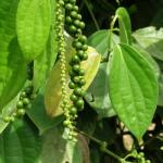 Figure 2. Pepper corns on a pepper plant in Costa Rica (Photo by Frank Mangan) 