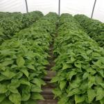 Figure 6. Transplants on May 31 in a greenhouse, ready for transplanting. They were started seed on April 1, 2013. 