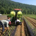 Figure 7. Trinidad Scorpion Peppers being transplanted on May 31, 2013 at the UMass Research Farm on biodegradable plastic. (Photo by Frank Mangan)