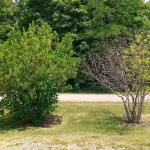 Emerald ash borer infesting white fringetree (on the right) in Ohio while leaving the white fringetree on the left virtually untouched. (Photo courtesy of Dr. Don Cipollini, Wright State University, Dayton, Ohio.)