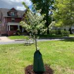 Newly planted tree