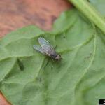 Medium-sized gray-colored fly resembling a house fly with dark stripes on thorax. 