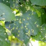 Figure 5. Galls on linden tree caused by Eriophyid mites. Photo courtesy of  Mirza Dautbasic, University of Sarajevo, Bugwood.org