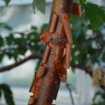 Paperbark maple bark