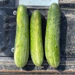 3 cucumber fruit