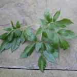 False anemone leaves