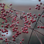 Aronia arbutifolia drupes