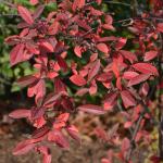 Aronia arbutifolia 'Brillantissima' fruit and fall color