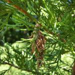 Bagworm bag tethered to host. (Photo: T. Simisky) 