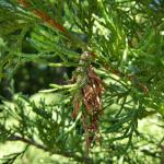 Overwintered bagworm eggs are concealed in the bags from last year's females. Eggs will soon be hatching, so it is important to remove and destroy these bags when found, prior to egg hatch. (Photo: Tawny Simisky, UMass Extension.)